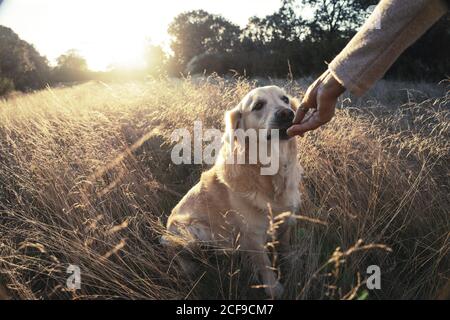 Crop Woman gibt Leckerbissen zu liebenswert Retriever sitzen auf Gras in goldenen Sonnenuntergang Licht Stockfoto