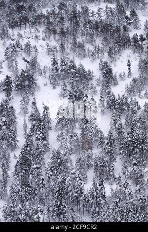 Kiefernwald mit Schnee und Eis in einem nebligen bedeckt Landschaft im Norden Spaniens Berge Stockfoto