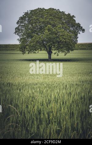 Atemberaubender Baum mit großer Krone und üppigen Blättern im Feld In bewölktem Tag Stockfoto