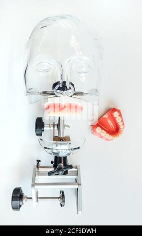 Kunststoff-Schaufensterpuppe mit künstlichem Kiefer für die Ausbildung Zahnmedizin Studenten in Medizinische Schulen und Universitäten auf weißem Hintergrund Stockfoto