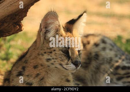 Serval (Leptailurus Serval) Stockfoto