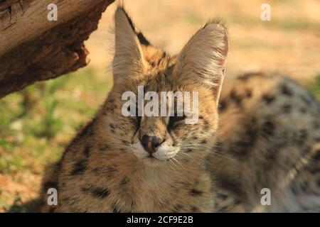 Serval (Leptailurus Serval) Stockfoto