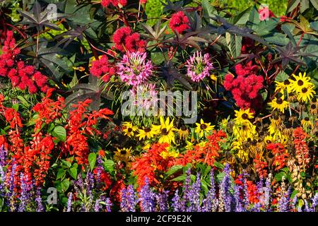 Spätsommer Garten Blumenbeet Salvias Cleome ricinus rudbeckias, september Blumen Stockfoto