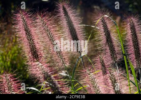 Spätsommer Garten Blumenbeet Brunnen Gras Pennisetum Alopecuroides, September Blumen Ziergräser Garten Stockfoto