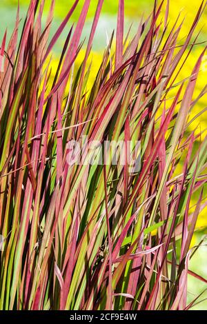 Japanische Blut Grass Imperata Cylindrica 'Red Baron' Stockfoto