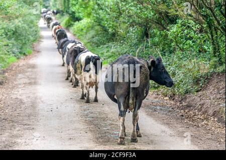 Timoleague, West Cork, Irland. September 2020. Die West Cork-Farmerin Kay Deeasy bringt ihre Milchherde von 70 Kühen nach dem Melken auf ihrem Bauernhof in Timoleague auf die Felder zurück. Der Tag wird eine Mischung aus sonnigen Zauber und verstreuten Duschen, mit Top-Temperaturen von 14 bis 17 Grad sein. Quelle: AG News/Alamy Live News Stockfoto