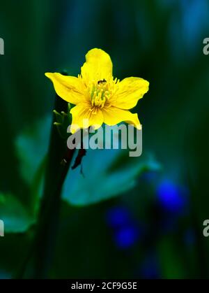 Globeflower, Trollius europaeus, Blütenpflanze Stockfoto