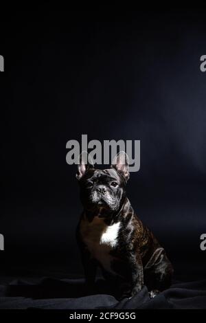 Alte schwarze Bulldogge posiert im Studio Stockfoto