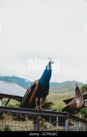 Wunderschöne bunte Pfau sitzt auf Metallzaun mit grünen Bergen Und Himmel im Hintergrund Stockfoto