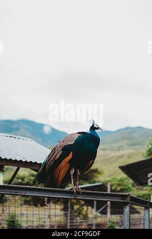 Heller Pfau auf Zaun in Reserve Stockfoto