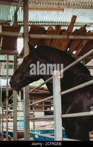 Seitenansicht des großen schwarzen Pferdes mit glänzender Mähne stehend Am Metallzaun im Farmstall Stockfoto