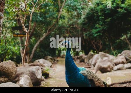 Schöne bunte Pfau auf grünen Gasse Stockfoto