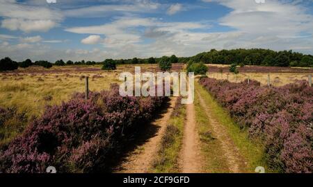 Heidekraut in Budby South Forest, Teil des Sherwood Forest Naturreservats. Stockfoto