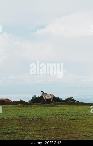 Pferd auf grünem Rasen in der Landschaft Stockfoto