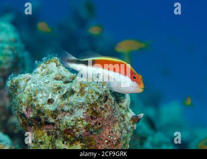Forster-Falkenfisch, Paracirrites forsteri, auf Korallenriff in Hamata, Rotes Meer, Ägypten Stockfoto