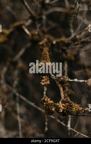 Herbst verwelkt aussehen von trockenen Blumen und Blätter auf Büschen In Park in Großbritannien Stockfoto