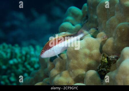 Forster-Falkenfisch, Paracirrites forsteri, auf Korallenriff in Hamata, Rotes Meer, Ägypten Stockfoto