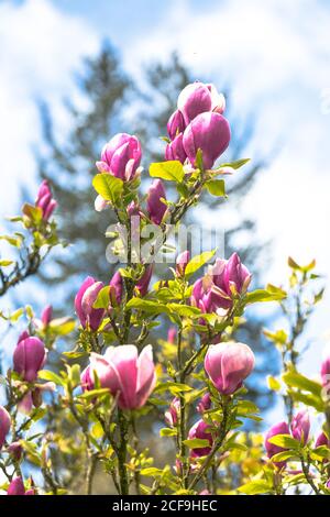 Untertasse Magnolia Blüte Magnoliaceae Stockfoto