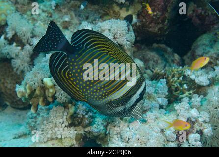 Desjardins Segelflossen tang, Zebrasoma desjardinii, Fütterung auf Riff in Hamata, Rotes Meer, Ägypten Stockfoto