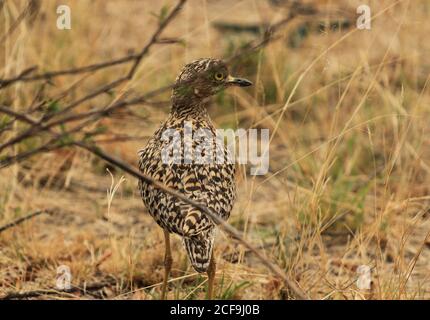 Burhinus capensis, das Cape Thick-Knie (auch als Spotted Dikkop bekannt) Stockfoto