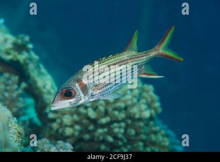 Sammara-Eichhörnchen, Neoniphon Sammara, Hamata, Rotes Meer, Ägypten Stockfoto