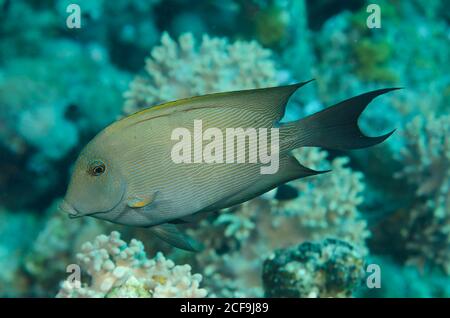 Geriebener Surgeonfisch, Ctenochaetus striatus, Hamata, Rotes Meer, Ägypten Stockfoto