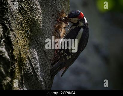 Männlicher Buntspecht, Dendrocopos major, Fütterung Baby Vogel zu jungen in Loch in Baum, Lancashire, Großbritannien Stockfoto