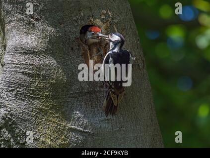 Weibliche Großspecht, Dendrocopos Major, Fütterung jung in Loch in Baum, Lancashire, Großbritannien Stockfoto