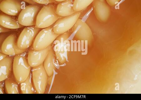 Makro Foto Melone reife Samen mit saftigem Fruchtfleisch.Closeup.Sämling Samen. Stockfoto
