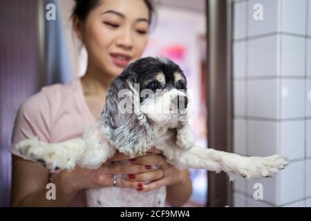 Junge asiatische weibliche Besitzer hält niedlichen Cocker Spaniel Welpen Hund Mit verängstigten Augen, während im Bad vor dem Bad Verfahren stehen Stockfoto