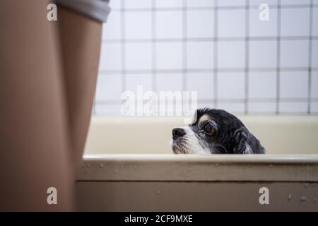 Cropped unkenntlich Frau Beine Besitzer stehen beim Waschen niedlichen Cocker Spaniel Welpen in einer Badewanne zu Hause Stockfoto