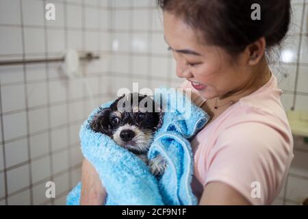 Cute Wet Cocker Spaniel Welpe Hund in blauem Handtuch gewickelt Und von lächelnder asiatischer Besitzerin nach dem Baden gehalten Eigenes Badezimmer Stockfoto