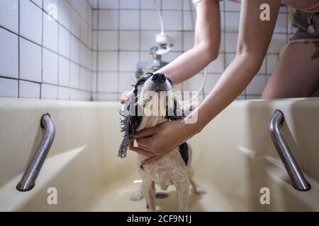 Cropped unkenntlich Frau Hände Besitzer waschen niedlichen Cocker Spaniel Welpen in einer Badewanne zu Hause Stockfoto