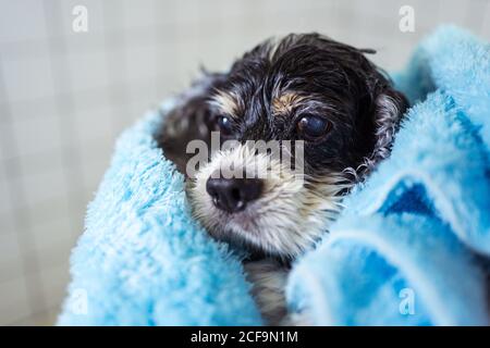 Cute Wet Cocker Spaniel Welpe Hund in blauem Handtuch gewickelt Nach dem Baden im heimischen Bad Stockfoto