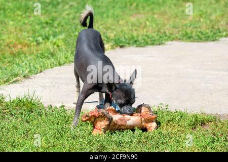 Kleiner Hund mit sehr großem Knochen. Xoloitzcuintle - haarlose mexikanische Hunderasse essen riesigen Knochen im Freien Stockfoto