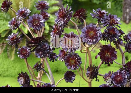 Aeonium arboreum 'Atropurpureum' ist eine immergrüne Sukkulente mit prächtigen Rosetten aus glänzenden, fleischigen, dunkelvioletten Blättern. Attraktiv, wenn nicht bloomi Stockfoto