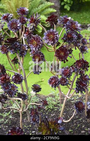 Aeonium arboreum 'Atropurpureum' ist eine immergrüne Sukkulente mit prächtigen Rosetten aus glänzenden, fleischigen, dunkelvioletten Blättern. Attraktiv, wenn nicht bloomi Stockfoto