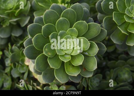 Aeonium haworthii, auch bekannt als Haworth's aeonium oder Pinwheel, ist eine Art von saftig blühenden Pflanze in der Familie Crassulaceae. Es wird als ein angebaut Stockfoto