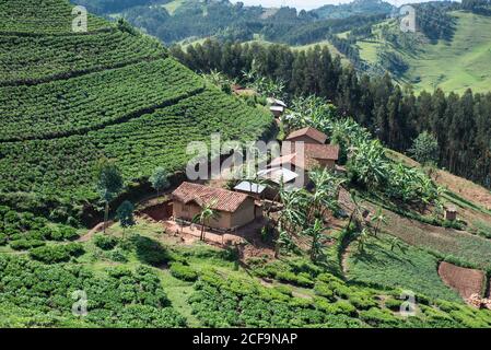 Ruanda, Afrika - 14. Dezember 2019: Drohnenansicht der Farmlandschaft mit grünen Plantagen am Hang in sonniger lokaler Landschaft Stockfoto