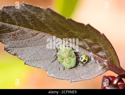 Zwei Phasen der Entwicklung von Green Shield Bug Nymphen (Palomena prasina) auf einem Dahlia Blatt, England, Großbritannien Stockfoto