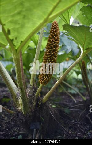 Gunnera tinctoria, bekannt als Rhabarber oder chilenischer Rhabarber, ist eine blühende Pflanzenart, die im südlichen Chile und in den Nachbarzonen Argentinens beheimatet ist Stockfoto