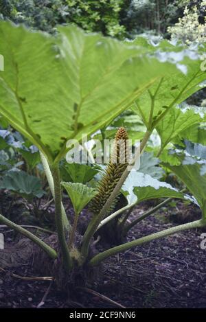 Gunnera tinctoria, bekannt als Rhabarber oder chilenischer Rhabarber, ist eine blühende Pflanzenart, die im südlichen Chile und in den Nachbarzonen Argentinens beheimatet ist Stockfoto