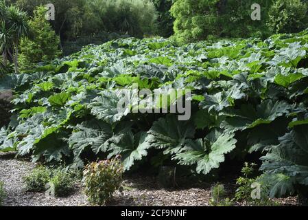 Gunnera tinctoria, bekannt als Rhabarber oder chilenischer Rhabarber, ist eine blühende Pflanzenart, die im südlichen Chile und in den Nachbarzonen Argentinens beheimatet ist Stockfoto