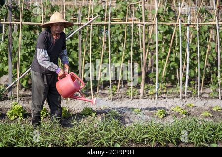 Ganzkörper mittleren Alters asiatischen Mann in traditionellen orientalischen Stroh hut Blick auf die Kamera und mit Gießkanne beim Gießen Grüne Pflanzen wachsen im Garten in Taiwan Stockfoto