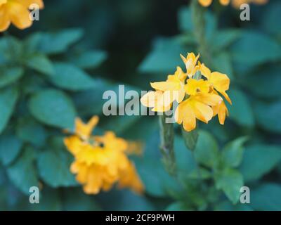 Gelbe Blume Aphelandra crossandra, Acanthaceae Familie blüht im Garten auf verschwommenem Natur Hintergrund Stockfoto