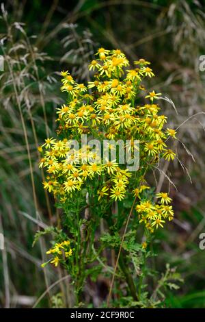 Wilde Gänseblümchen Blume auf Verge of Road Stockfoto