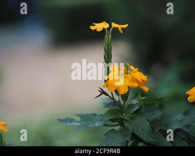 Gelbe Blume Aphelandra crossandra, Acanthaceae Familie blüht im Garten auf verschwommenem Natur Hintergrund Stockfoto