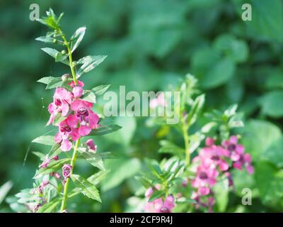 Vergiss mich nicht Angelonia goyazensis Benth, Digitalis solicariifolia Name lila Blume ist eine einzelne Blume, aber heraus zusammen nach der Stockfoto