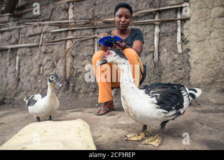 Uganda - November, 26 2016: Afrikanische Hündin sitzt vor dem Schuppen und füttert Gänse und Huhn auf einem kleinen Bauernhof im Dorf Stockfoto