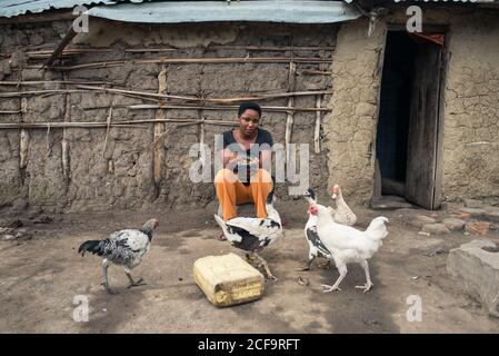 Uganda - November, 26 2016: Afrikanische Hündin sitzt vor dem Schuppen und füttert Gänse und Huhn auf einem kleinen Bauernhof im Dorf Stockfoto